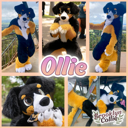 Ollie - Completed 2024
