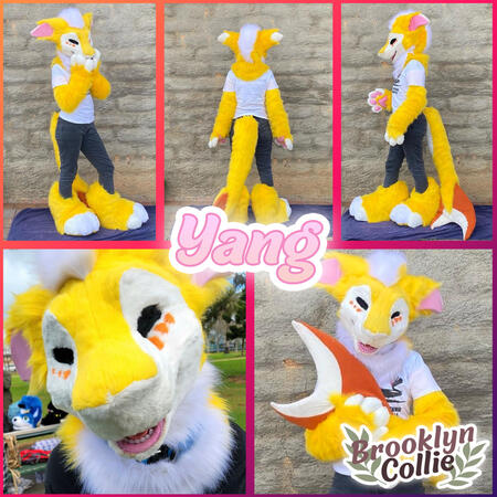Yang - Completed 2019